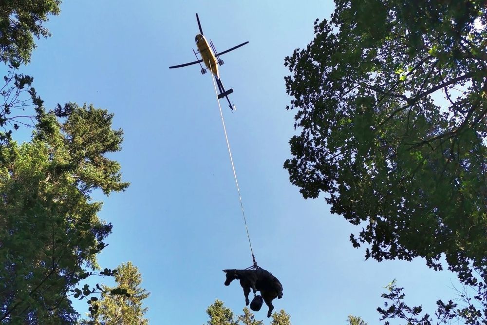 Reticolo di salvataggio per animali piccoli/grandi